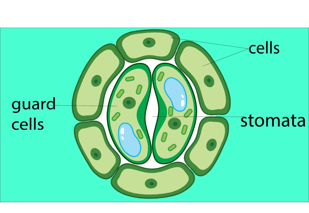 mechanism of stomatal opening and closing