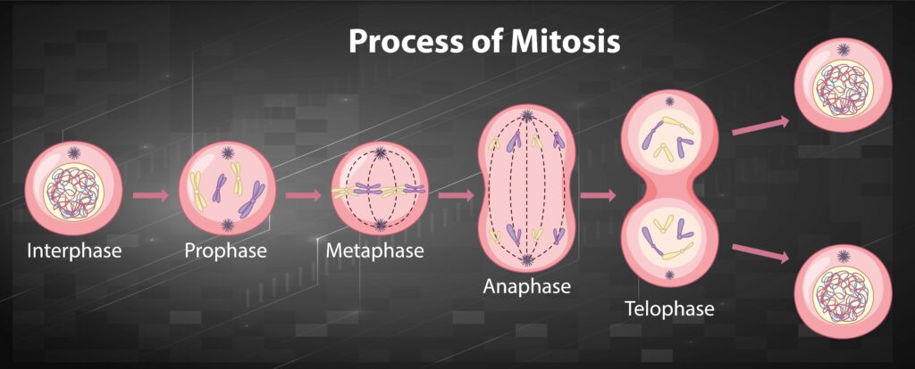 process of mitosis